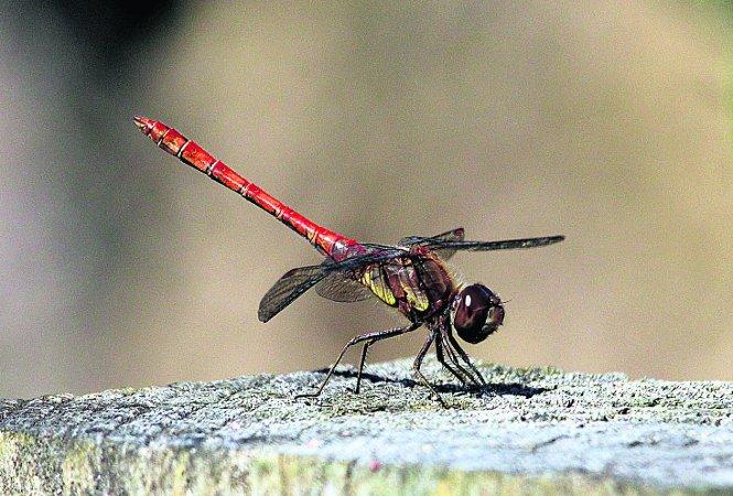 In the picture with our readers as they snap photos around the Wiltshire area.  A brown hawker dragonfly at Lower Moore Farm
Picture: Neil Herbert