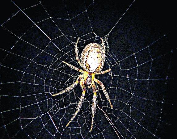 In the picture with our readers as they snap photos around the Wiltshire area.  A spider relaxes in its web at night
Picture: KEVIN JOHN STARES