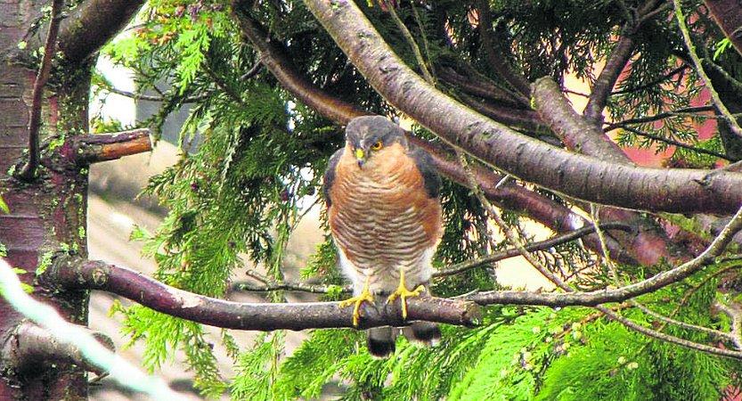 In the picture with our readers as they snap photos around the Wiltshire area.
 A sparrowhawk looking for his lunch
Picture: BARRY ODEY