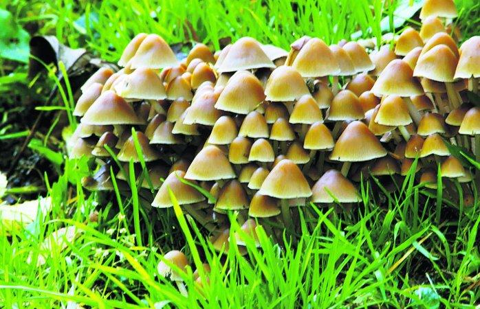 In the picture with our readers as they snap photos around the Wiltshire area.
Wild mushrooms at Queensfield
Picture: William Bryan