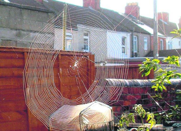In the picture with our readers as they snap photos around the Wiltshire area.
A spider’s web in the back garden
Picture: Mary Cremin