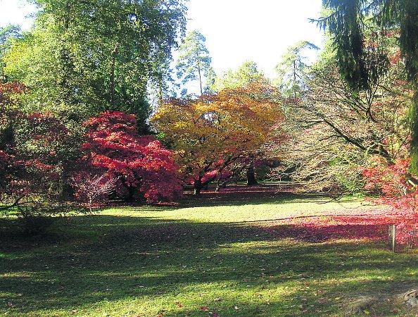 In the picture with our readers as they snap photos around the Wiltshire area.
Beautiful autumn colours at Westonbirt
Picture: Jackie Challis 