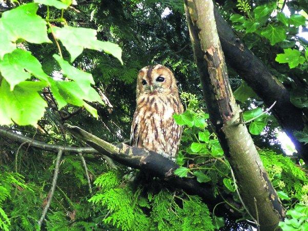 In the picture with our readers as they snap photos around the Wiltshire area.
An inquisitive owl
Picture: Lee Mulcock