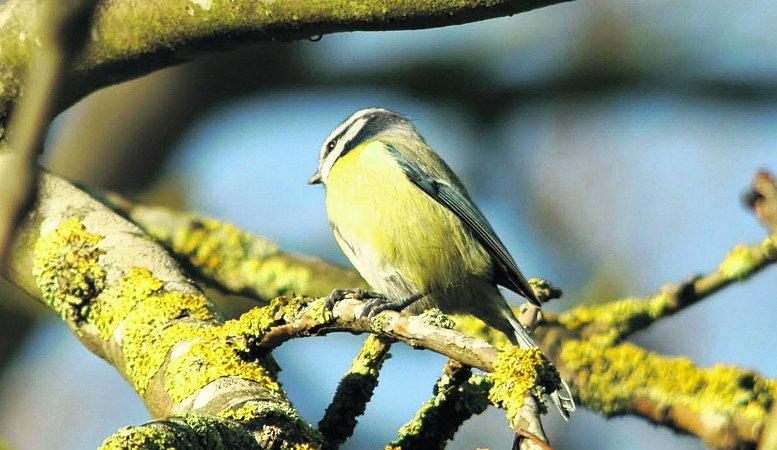 In the picture with our readers as they snap photos around the Wiltshire area.
A blue tit looking for food
Picture: William Bryan 