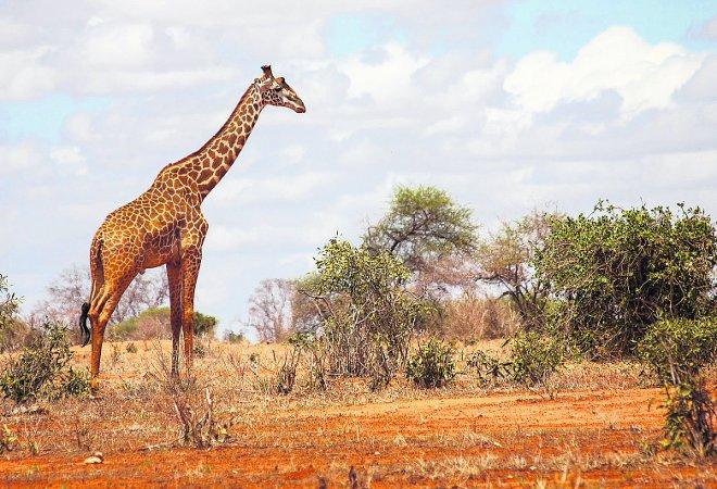 In the picture with our readers as they snap photos around the world.
 A giraffe taken on our recent honeymoon safari in Kenya
Picture: Adrian Roberts