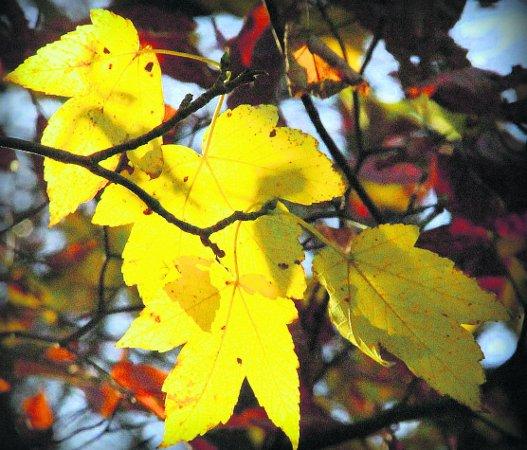 In the picture with our readers as they snap photos around the Wiltshire area.
Maple Leaves at Lydiard Park, holding on to their summer colours
Picture: KEVIN JOHN STARES