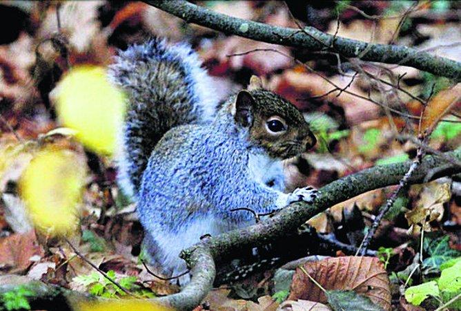 In the picture with our readers as they snap photos around the Wiltshire area.
 A squirrel at Coate Water
Picture: Carol Light