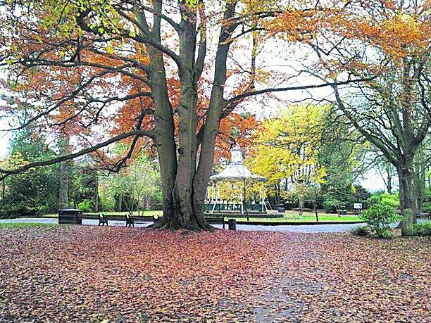 In the picture with our readers as they snap photos around the Wiltshire area.
A carpet of leaves in Town Gardens 
Picture: REG ROBBINS 
