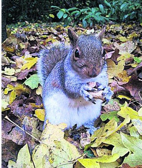In the picture with our readers as they snap photos around the Wiltshire area.
 A hungry squirrel in Town Gardens
Picture:Reg Robbins