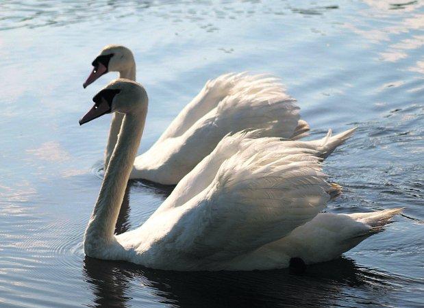 In the picture with our readers as they snap photos around the Wiltshire area.
Swans in love at Coate Water
Picture: Andrew Newman