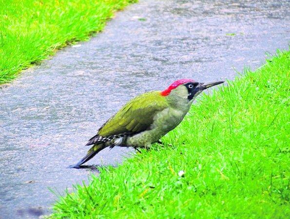 In the picture with our readers as they snap photos around the Wiltshire area.
A woodpecker looking for ants
Picture: Rich Harvey