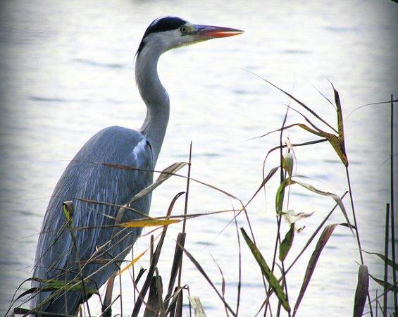 In the picture with our readers as they snap photos around the Wiltshire area.
A heron in the reeds 
at Coate Water
Picture: Kevin John Stares