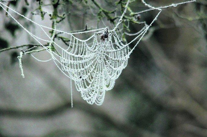 In the picture with our readers as they snap photos around the Wiltshire area.
A spider’s web covered in frost
Picture: William Bryan
