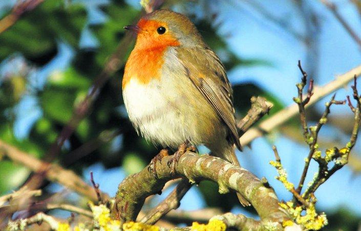 In the picture with our readers as they snap photos around the Wiltshire area.
Winter robin 
Picture: William Bryan