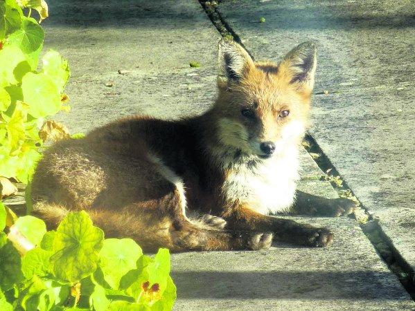 In the picture with our readers as they snap photos around the Wiltshire area.
Fox sunbathing in a  back garden in Queensfield
Picture: BRIAN NIPRESS
Picture: Dennis Dangerfield
