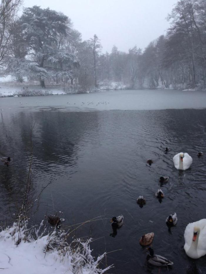 Icy picture for swans at Lawn Lake