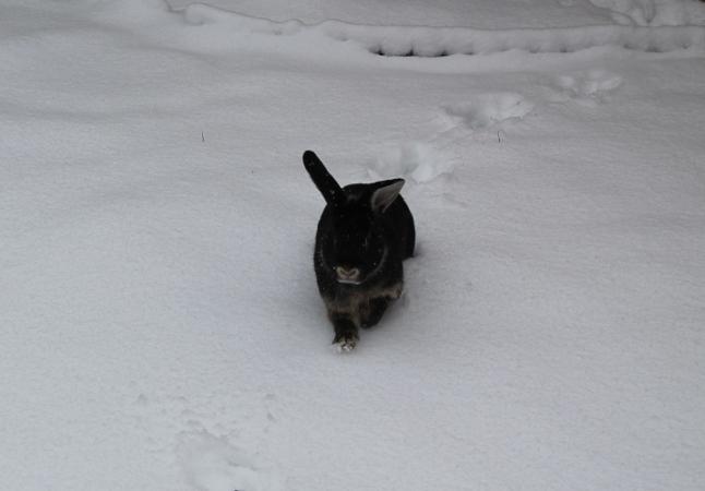 Malgosia's rabbit first time in the snow
