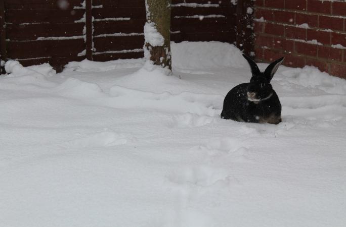 Malgosia's rabbit first time in the snow