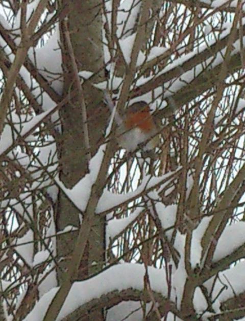 Jodie Playle's robin in a tree