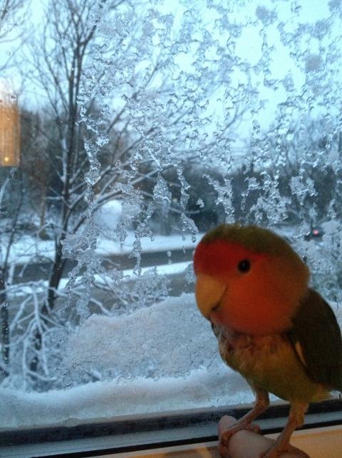 Lovebird Freeway watching  the snow by Sarah Olijnyczenko
