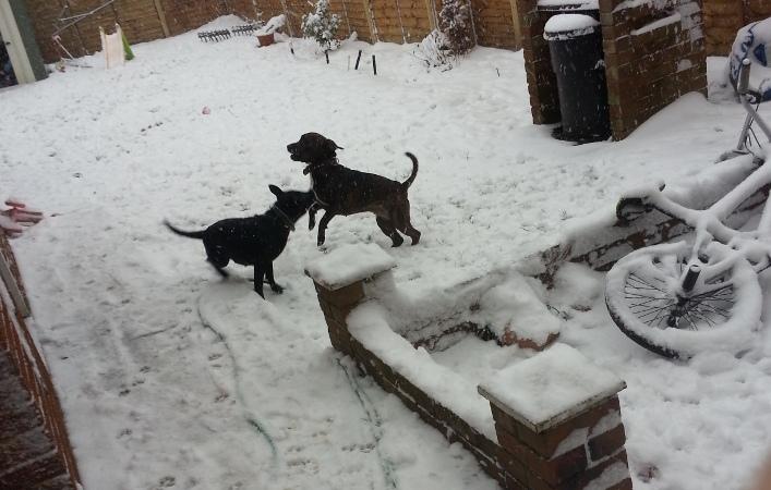 Dogs in Walcot enjoying the snow, by Karen knight  