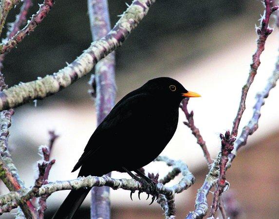 Swiindon Advertiser readers' photographs
A blackbird in Cricklade
Picture: Neil Herbert