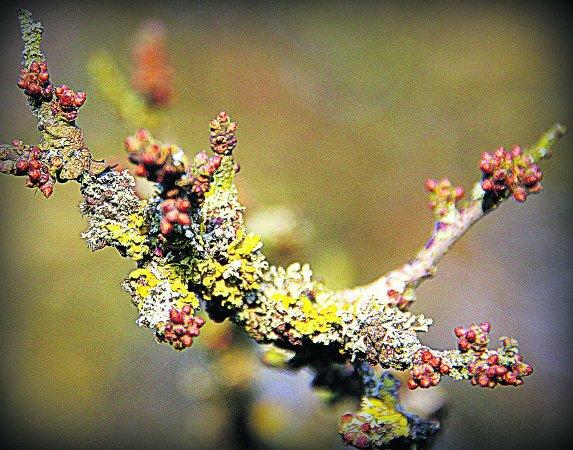 Swiindon Advertiser readers photographs Willow buds and lichens in the hedgerow
Picture: kevin john stares