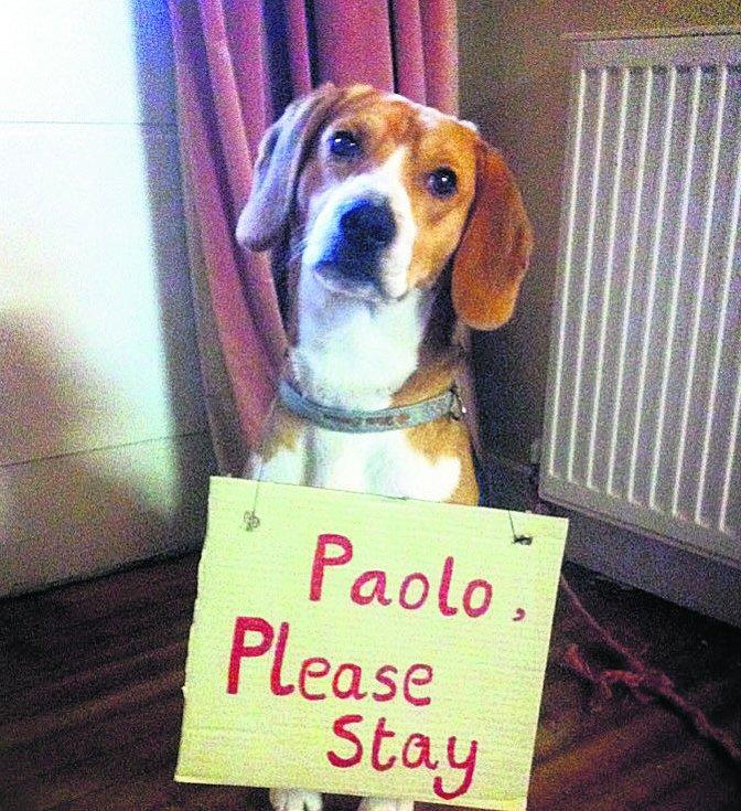 Swiindon Advertiser readers photographs
 Murphy the dog makes an 
appeal to Paolo Di Canio
Picture: Hannah Baycroft