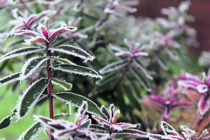 Swiindon Advertiser readers photographs
 Frost in the garden
Picture: Eleanor Swatridge