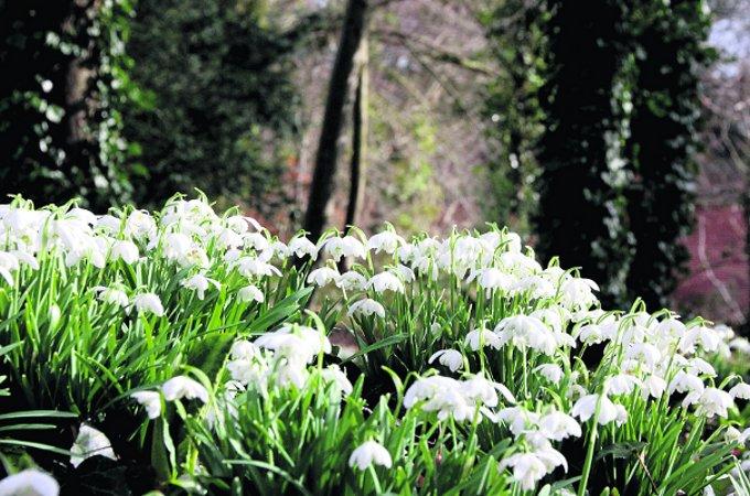 Swiindon Advertiser readers photographs
 Snowdrops at Lydiard Park
Picture: Pete Wilson