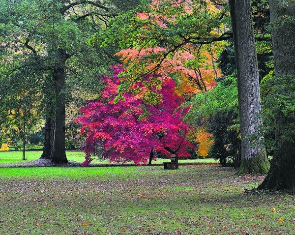 Swiindon Advertiser readers photographs
 Colourful trees at Westonbirt Arboretum
Picture: Eddie Wilson