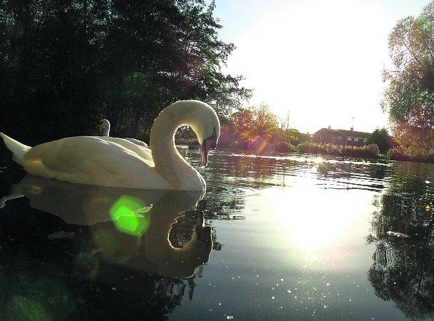 Swiindon Advertiser readers photographs
A swan on Shaftsbury Lake
Picture: Amie Astbury, age 15
