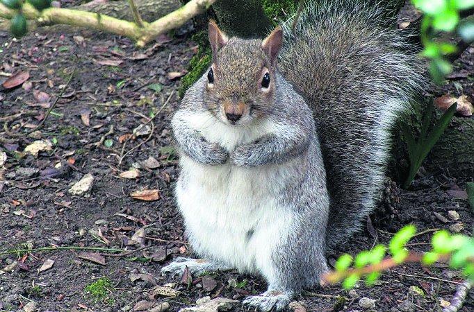 Swiindon Advertiser readers photographs
Squirrel in Old Town Gardens
Picture: Freyja Stevens 