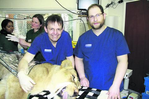 Peter Southerden, the director and founder of Eastcott Vets, with vet Andrew Perry carrying out the dental work on Shiva the lion