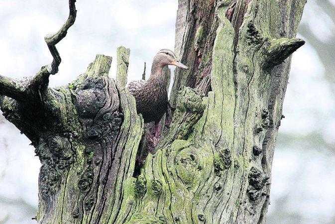 Swiindon Advertiser readers photographs
A duck on sentry duty at Coate Water
Picture: Neil Herbert