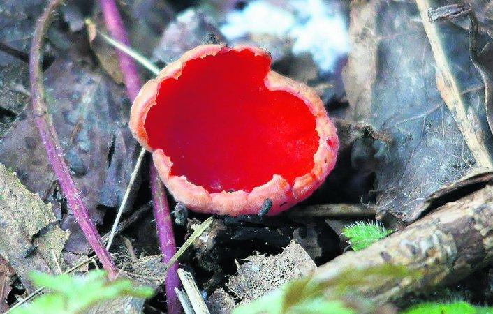 Swiindon Advertiser readers photographs.
arcoscypha coccinea (ruby elf cup), a nice bright red fungi, which as its name implies looks like a cup
Picture: WILLIAM BRYAN