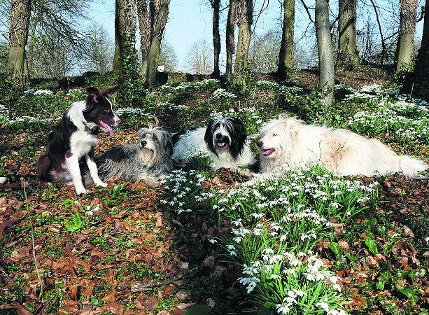 Swiindon Advertiser readers photographs.
y pooches, from left, Mylo, six months, Blue, six, Alfie, 10, and Bailey, 13, in Lydiard Park
Picture: JEFF SUTTON