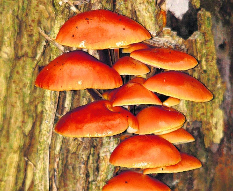 Swiindon Advertiser readers photographs.
 Flammulina velutipes  (or velvet shank) 
mushroom 
Picture: William Bbryan