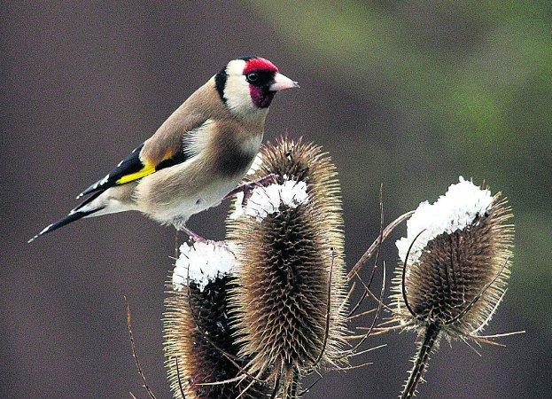 Swiindon Advertiser readers photographs
A goldfinch in the snow
Picture: Neil Herbert