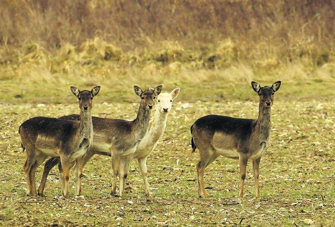 Swiindon Advertiser readers photographs
 A group of fallow deer, including an albino one
Picture: Martin Murray