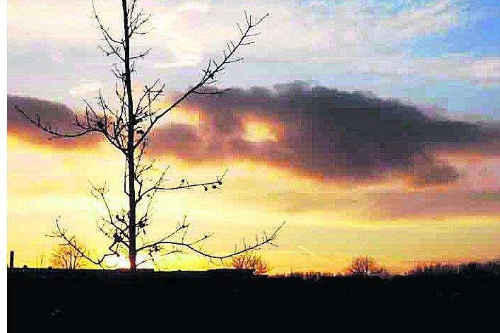 Swiindon Advertiser readers photographs
 A tree at sunset in Covingham 
Picture: Tom Malyon