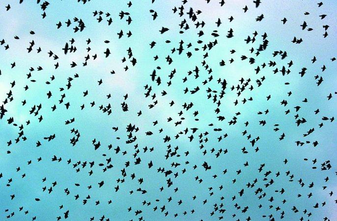 Swiindon Advertiser readers photographs
Starlings across the sky
Picture: Jaden Richens