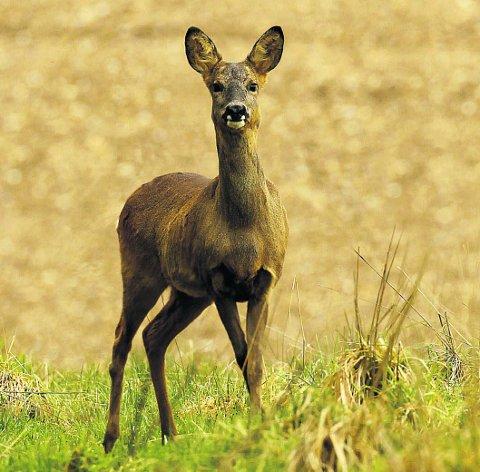 Swiindon Advertiser readers photographs
Roe deer doe
Picture: Martin Murray 
