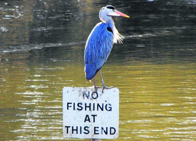 Swiindon Advertiser readers photographs
 But will the heron obey the sign?
Picture: Darren Skinner 