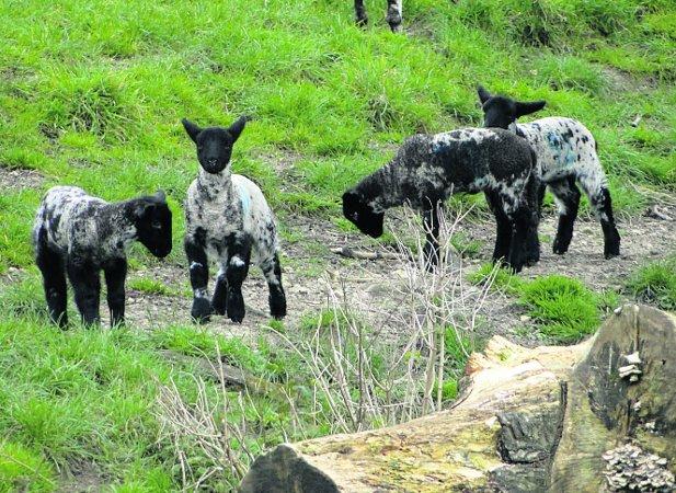 Swiindon Advertiser readers photographs
The first of the Easter lambs
Picture: Maureen Skinner