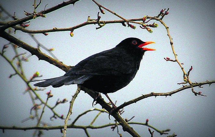 Swiindon Advertiser readers photographs
 Blackbird singing after a shower at Coate Water
Picture: KEVIN JOHN STARES