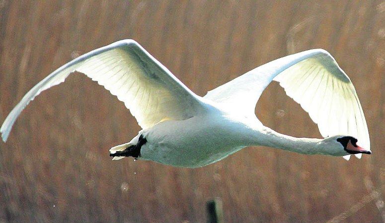 Swiindon Advertiser readers photographs A swan in flight
Picture: Neil Herbert 
