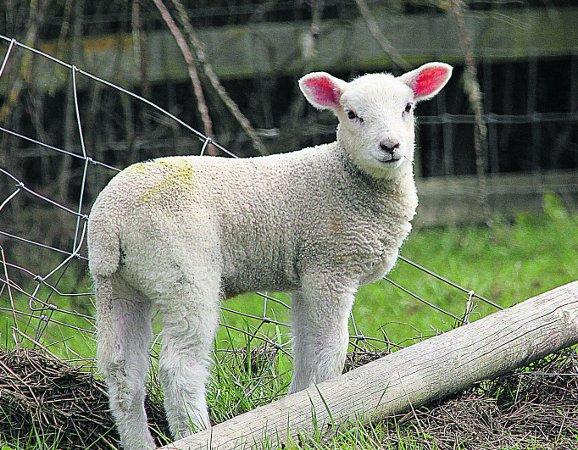 Swiindon Advertiser readers photographs
 A lamb near Cricklade 
Picture:Neil Herbert