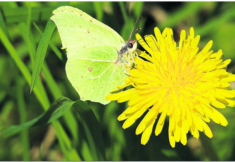 Swiindon Advertiser readers photographs
A brimstone on a dandelion 
Picture: William Bryan