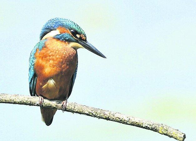 Swiindon Advertiser readers photographs 
 A kingfisher at Coate Water
Picture: Stacy Woolhouse